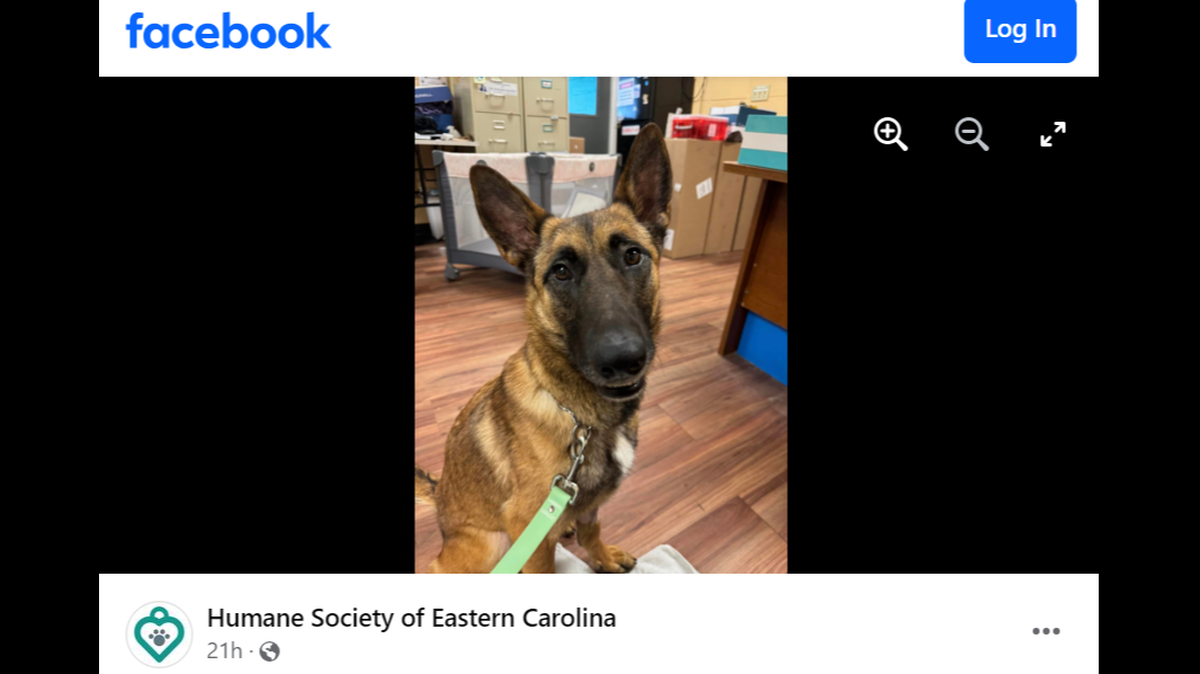 Luna the “goofy” 1-year-old dog went up for adoption in North Carolina.