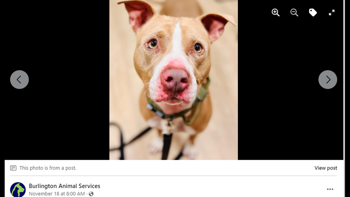 Lucky, a dog with a love for toys, was saved along a North Carolina interstate.