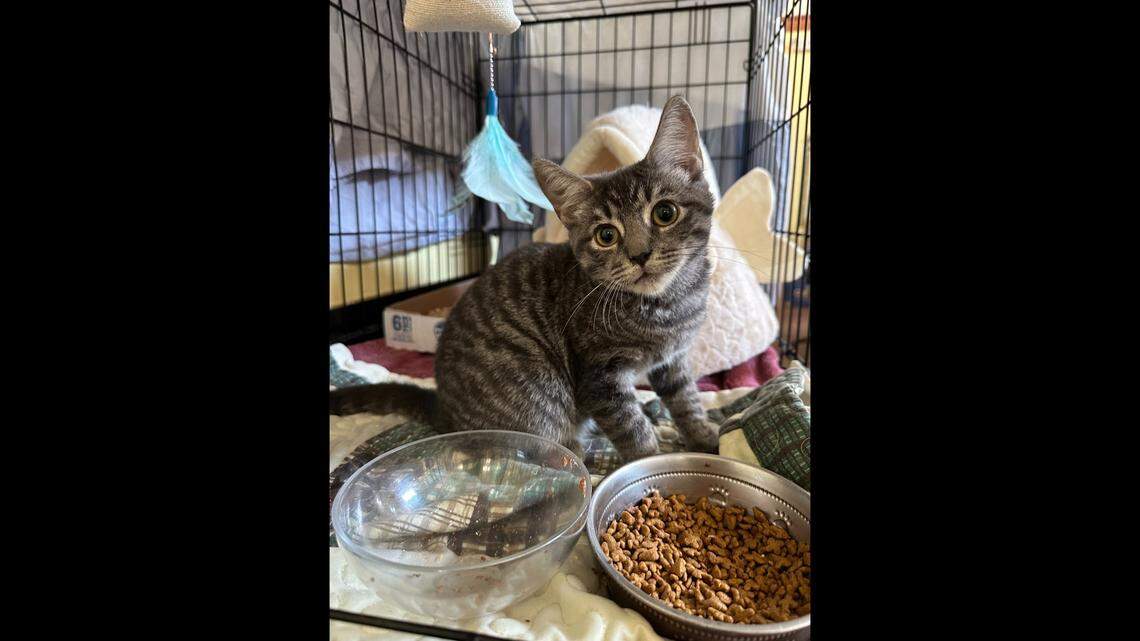 The cat, lovingly named Toyota, is up for adoption in Virginia.