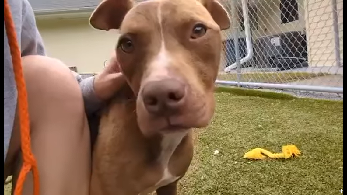 A dog who was left to die in rising floodwaters is on his way to a happy ending.