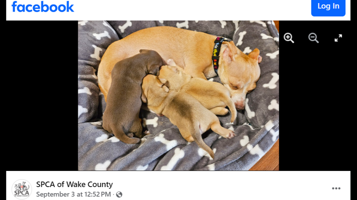 Screengrab from the SPCA of Wake County on Facebook