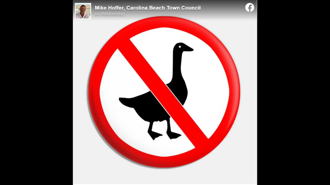 Carolina Beach has come up with a solution to its geese problem. The North Carolina town is planning to contract with a company that periodically brings in border collies to “bother” the geese enough that they leave.