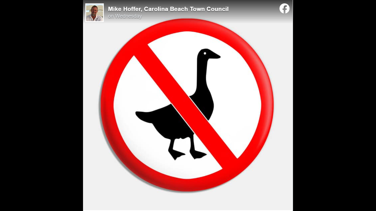 Carolina Beach has come up with a solution to its geese problem. The North Carolina town is planning to contract with a company that periodically brings in border collies to “bother” the geese enough that they leave.