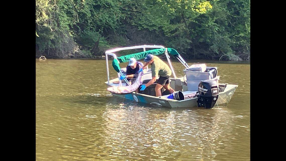 The N.C. Wildlife Resources Commission said it rescued a stranded Atlantic sturgeon in a tributary near downtown Greenville, North Carolina.