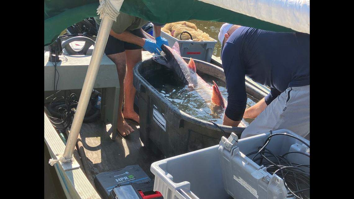 Rescuers released the stranded sturgeon after tagging it and taking genetic samples, the N.C. Wildlife Resources Commission said.
