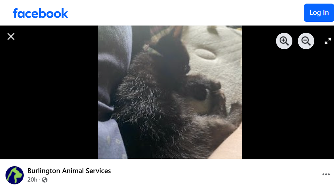 A kitten who lost an eye is up for adoption in North Carolina.