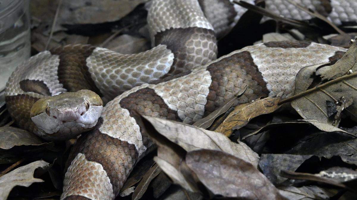 Part of the North Carolina Zoo was closed after a copperhead snake bit a visitor, officials said. This file photo was taken in 2017.
