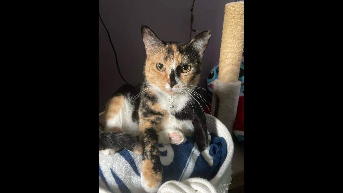 Galaxy is described as an attention-loving cat with an “endearing personality.”