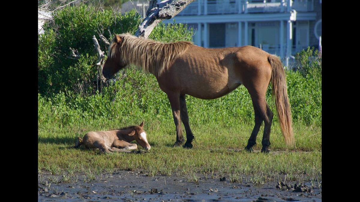 A wild horse was reunited with her mom after the two were separated in North Carolina, officials said.