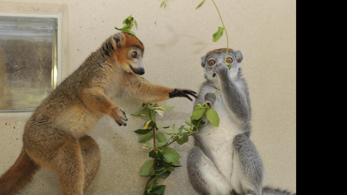 
 “Hey! Give me that!” A crowned lemur female hogs a sprig of honeysuckle from her mate.
