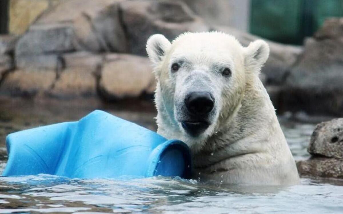 Nikita at the Kansas City Zoo before he was transported to the N.C. Zoo.