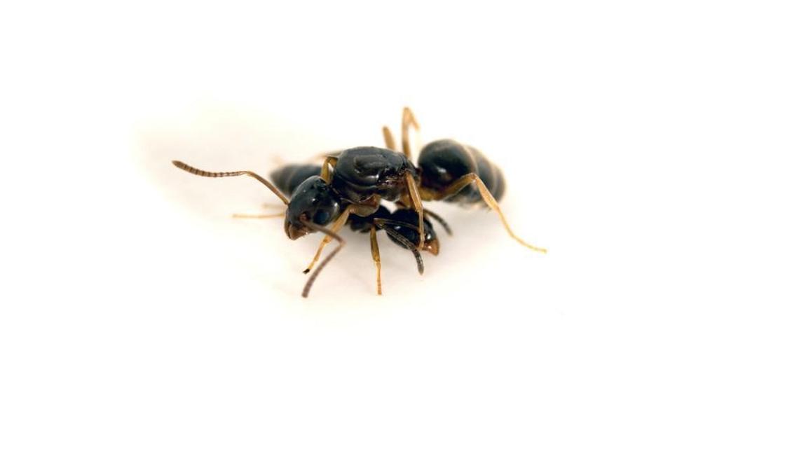 What do some ants, rotten coconut, and blue cheese have in common? They all share a pungent scent.
