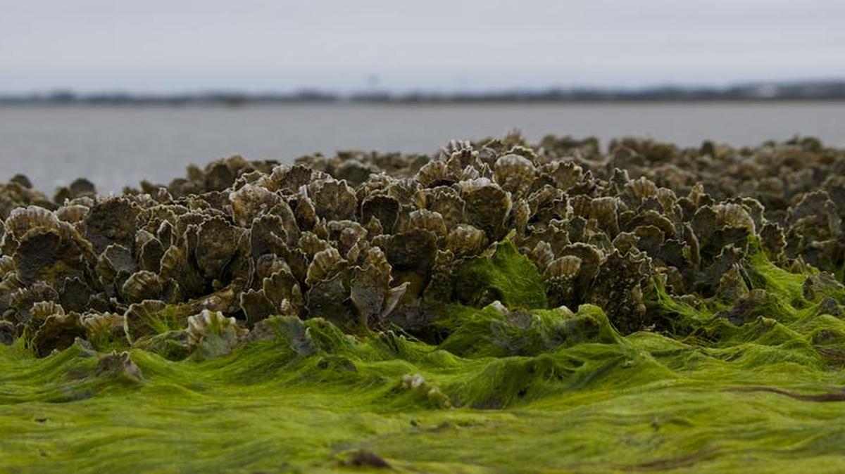 Oyster reef in Middle Marsh, near the N.C. coast: Acidification of water in estuaries affects oysters differently than it does crabs.