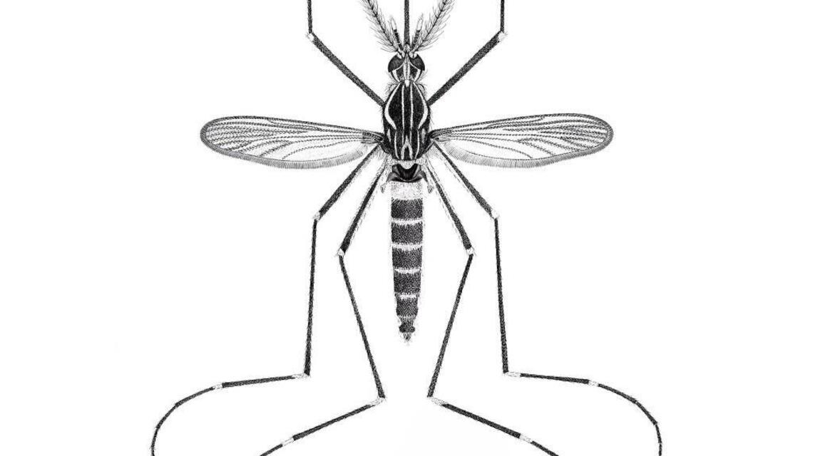 America’s most dangerous mosquitoes