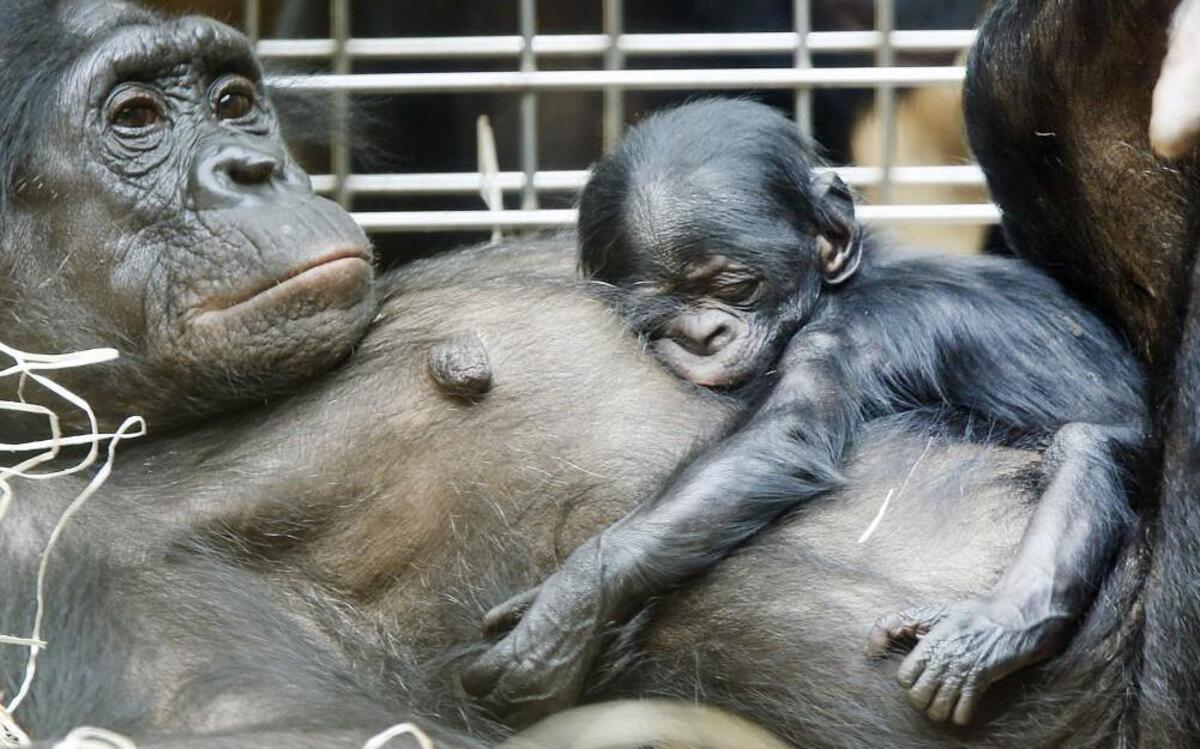 A three-day-old bonobo sleeps on the belly of its mother in the zoo in Frankfurt, Germany. The fossil record suggests that 20 million years ago, the ancestors of humans and other apes, including chimps and bonobos, began to build sleeping platforms each night from sticks and other materials.