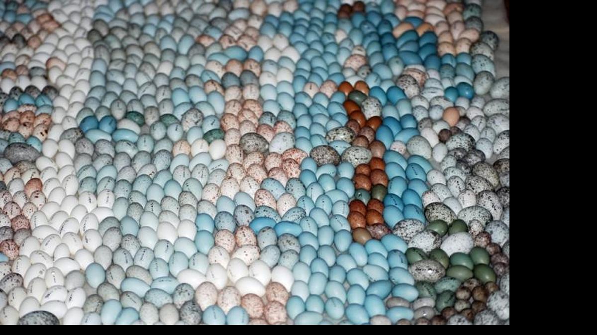 
A new study of egg patterning, based based on the collection partly shown here, showed how some African birds “mark” their eggs to ID eggs left in their nest by other bird species.
