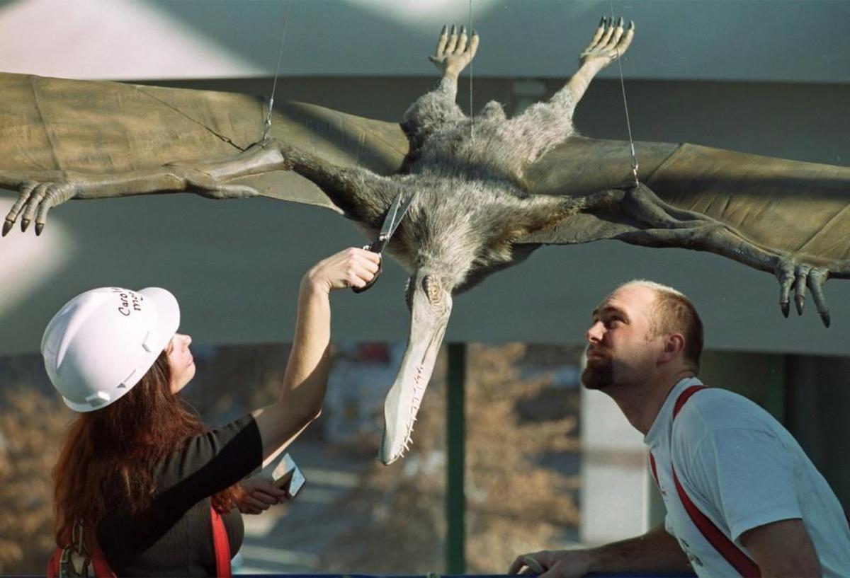 Large model exhibit workers Caroline Sterquelle and Marc Nicely give one of the model pterosaurs a little trim at the Museum of Natural Sciences in 2000.