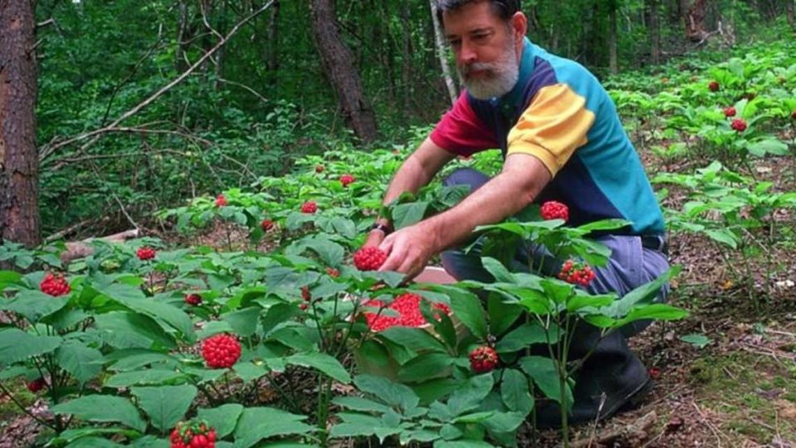 W. Scott Persons, who has been a ginseng grower in Western North Carolina since the 1980s, examines the late-summer berries blooming on his plants. With Jeanine Davis, Persons is co-author of “Growing and Marketing Ginseng, Goldenseal and Other Woodland Medicinals” (New Society Publishers).