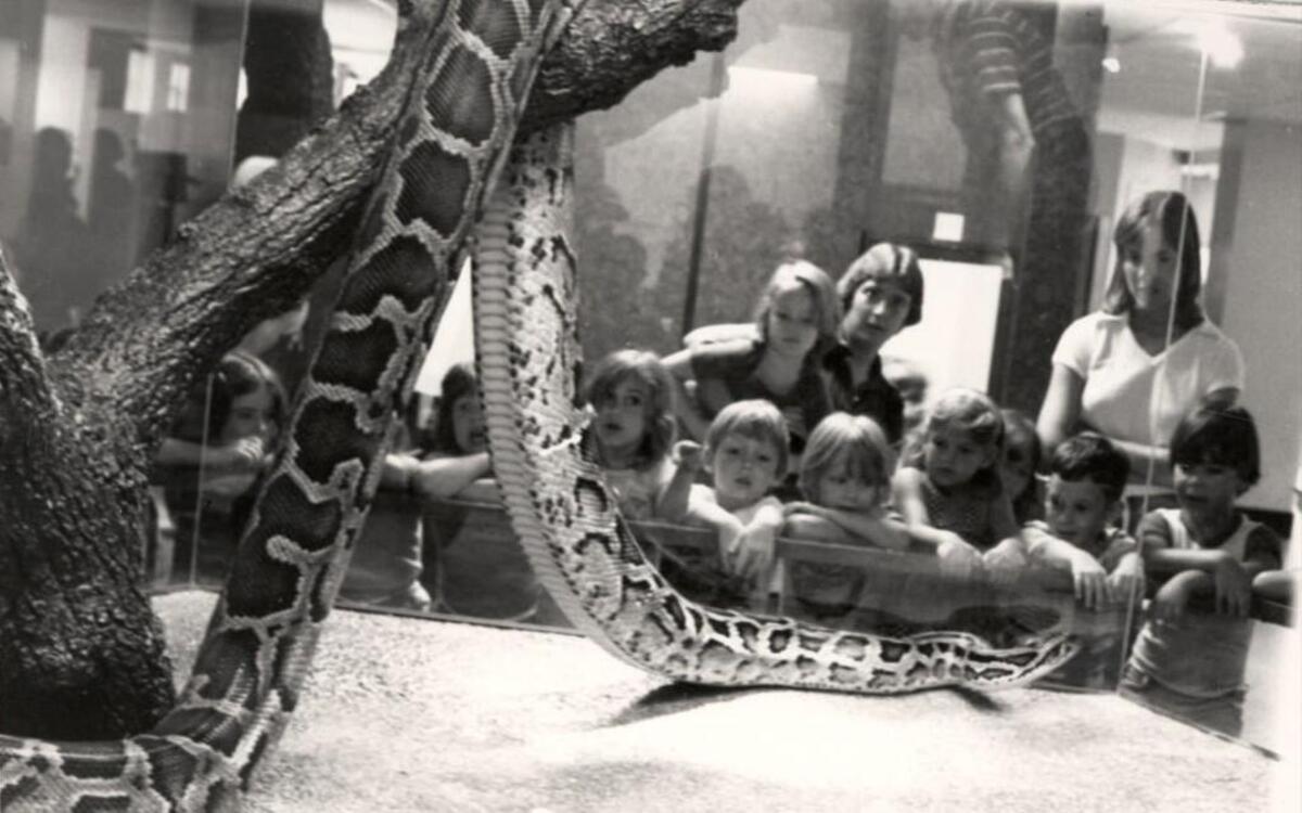 George the Python, being studied by school kids in 1975. She grew to be 16 feet long and died in 1989 at the ripe, old age of 28.