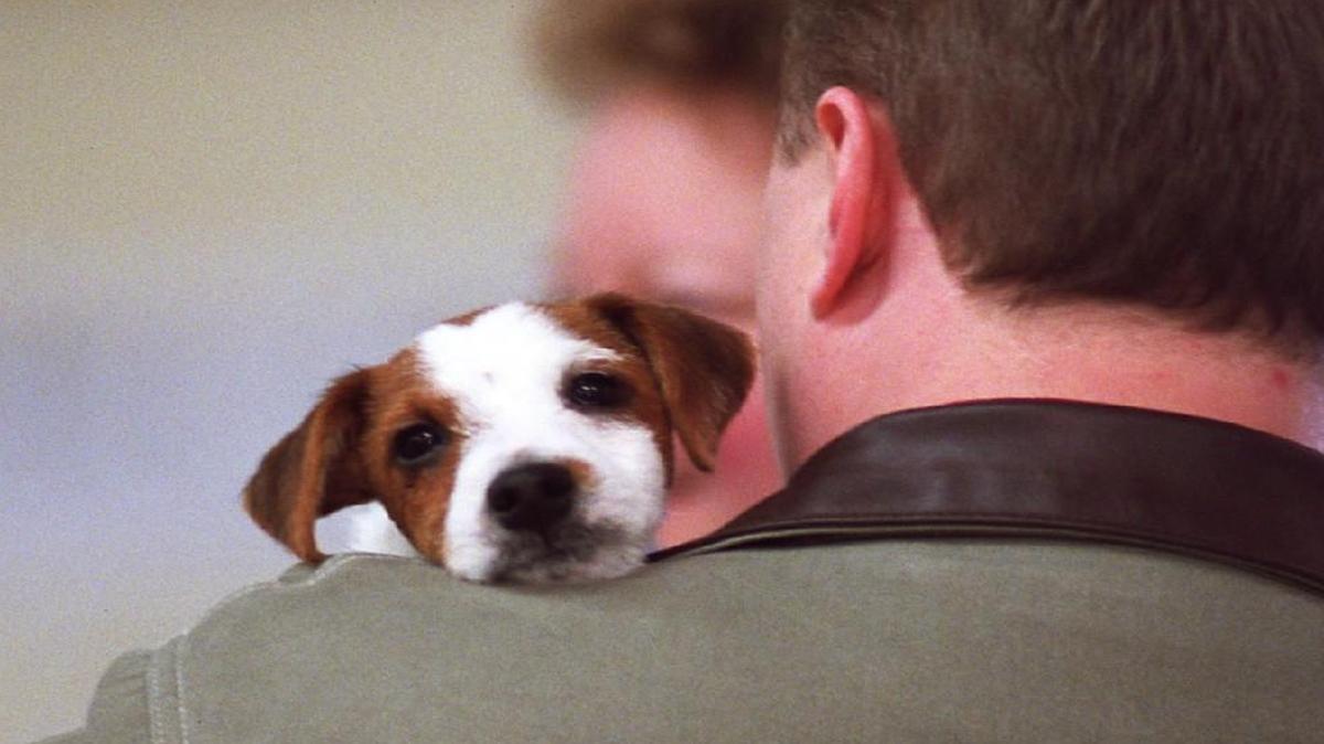
Pets versus service dogs: “When we were testing them it seemed like they performed differently based on how we were talking to them.”
