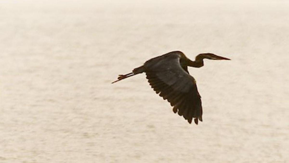 A great blue heron glides across Jordan Lake near it's nesting area at Farrington Point off of SR 1008 in Chatham County.