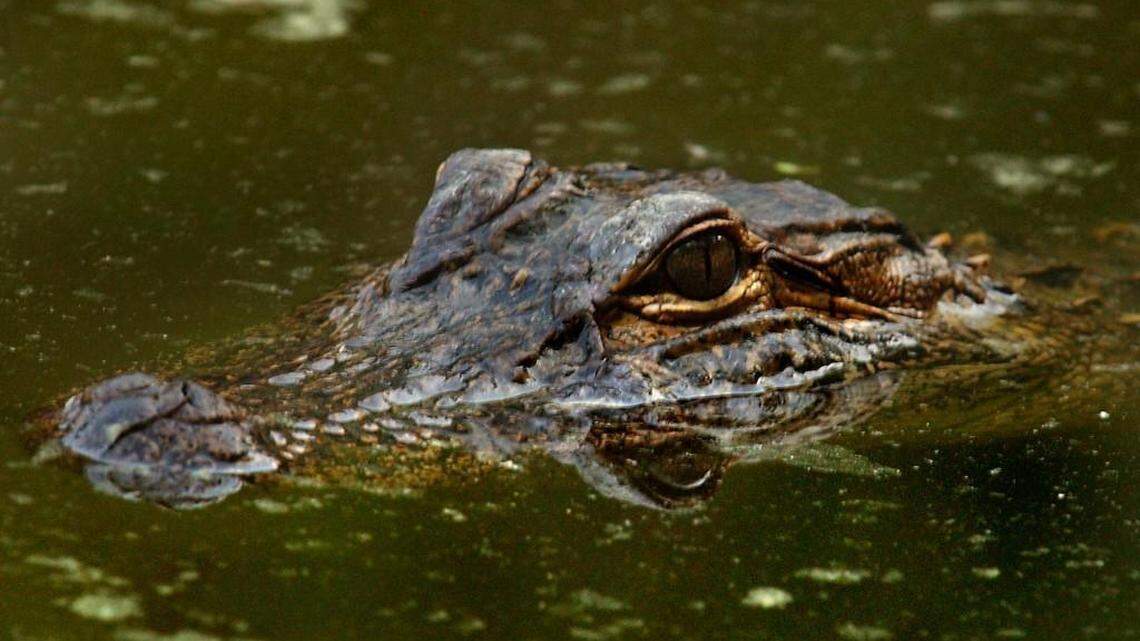 An alligator rests in a quiet pond on on Bald Head Island.