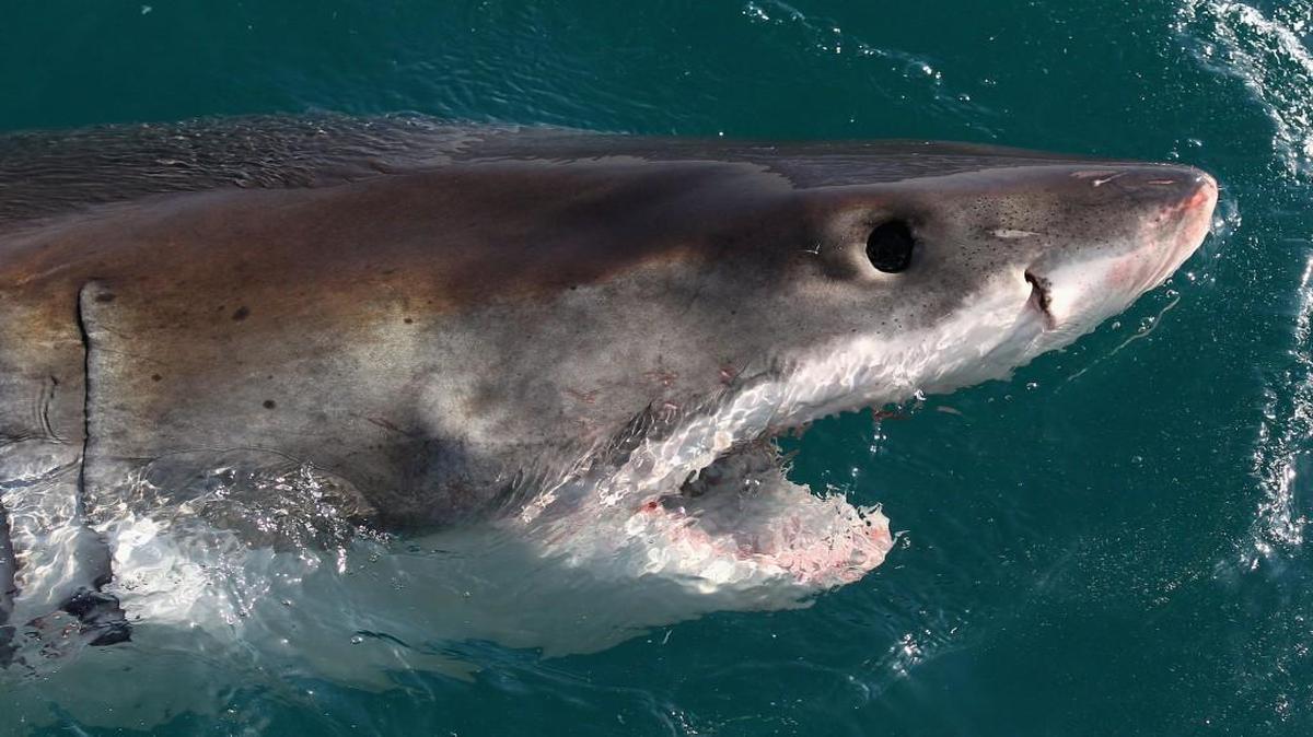 Deep-sea sharks, like this great white, have livers that produce concentrated amounts of omega-2 oil squalene – a lighter-than-water compound that helps it float. The high demand for squalene causes excessive shark hunting. But a biotech firm with offices in North Carolina is developing an alternate high-yield source for squalene: tobacco.