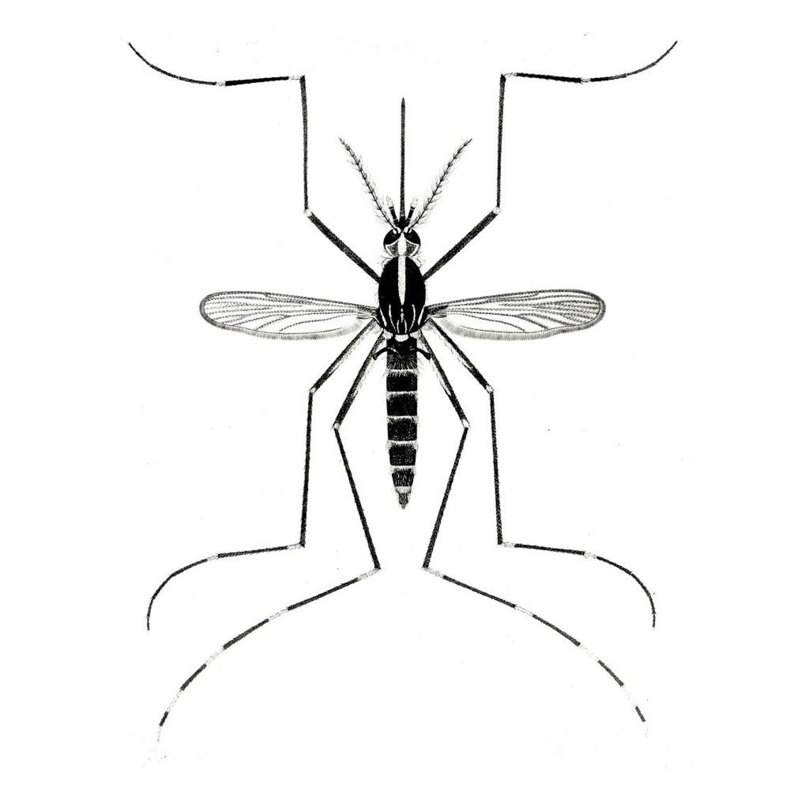 Aedes albopictus: The Asian tiger mosquito.