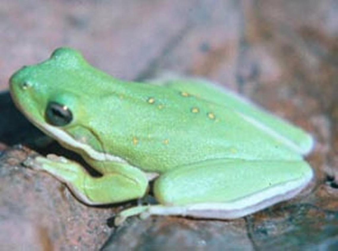 Tree frogs are charismatic amphibians commonly found in Georgia