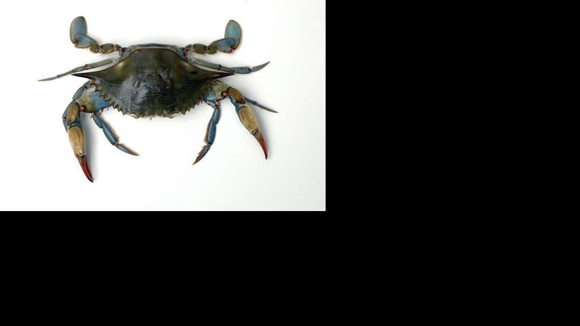
A blue crab: Its meat must be cooked and then extracted by hand in a labor-intensive process that drives up costs and limits its use. A new enzyme-based process developed in North Carolina makes more of the meat usable.
