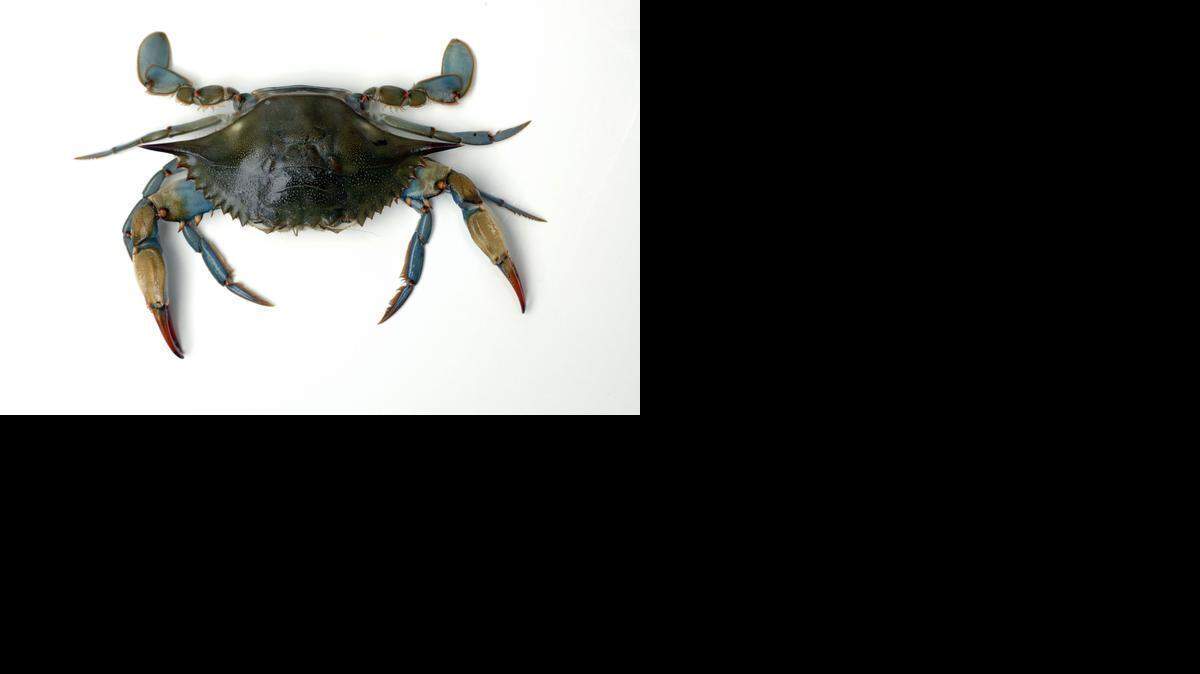 
A blue crab: Its meat must be cooked and then extracted by hand in a labor-intensive process that drives up costs and limits its use. A new enzyme-based process developed in North Carolina makes more of the meat usable.

