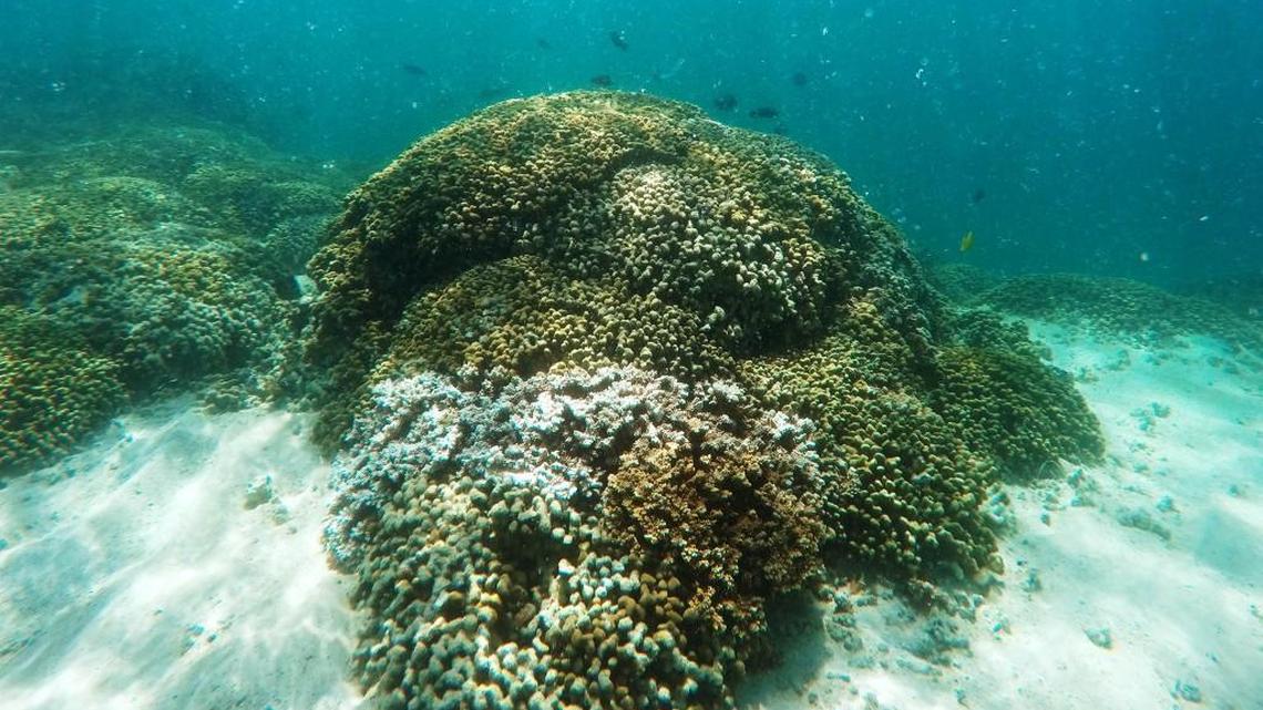 In this Oct. 26, 2015 file photo, a patch of coral reef is shown in Hawaii’s Kaneohe Bay off the island of Oahu near Kaneohe, Hawaii. NASA’s Jet Propulsion Laboratory and reef scientists from around the world are announcing the launch of a campaign Thursday, June 9, 2016, to gather new data on coral reefs like never before. Using specially designed instruments mounted on high-flying aircraft, the scientists are embarking on a mission to map large swaths of coral around the world in hopes of better understanding how environmental changes are impacting these delicate and important ecosystems. The CORAL (Coral Reef Airborne Laboratory) team will study the reefs of Hawaii, Palau, the Mariana Islands and Australia’s Great Barrier Reef over the next three years.