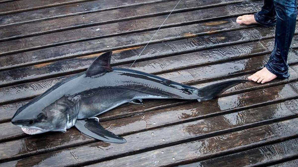 Bruin, a juvenile male great white shark.