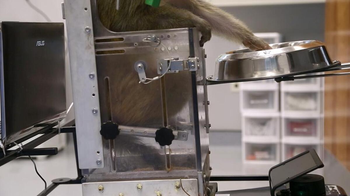 Hundreds of hair-thin microfilament were implanted in the brains of two monkeys that were then passively trained to navigate a wheelchair to a bowl of grapes. Scientists then recorded the primates’ large-scale electrical brain activity and programmed a computer system to translate brain signals into digital motor commands that controlled movements of the wheelchair.