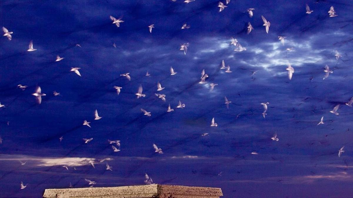 
Chimney swifts swoop across the Raleigh skyline in 2011. 
