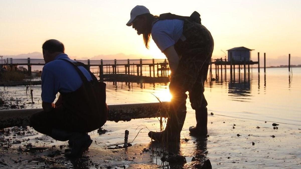 Neils Lindquist, left, and David Cessna inspect oyster beds in front of the UNC Institute of Marine Sciences in Morehead City.