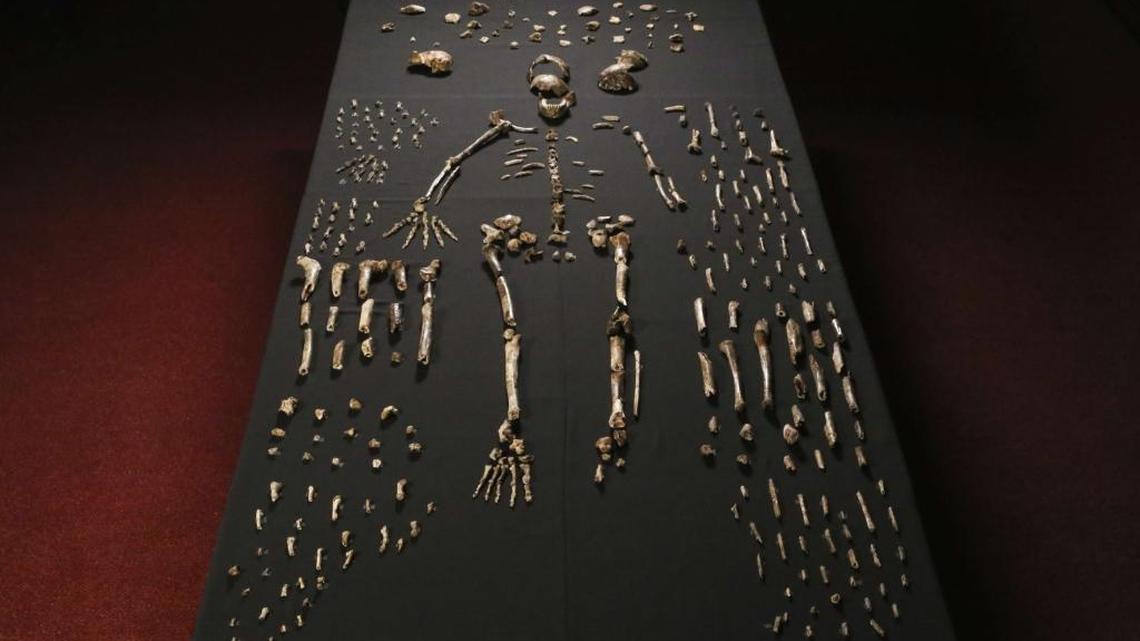 The fossilized bones of Homo naledi, in a special vault at at the University of the Witwatersrand, Johannesburg. Via an online collection developed by Duke University’s Doug Boyer, anyone can make copies of the bones on a 3D printer.