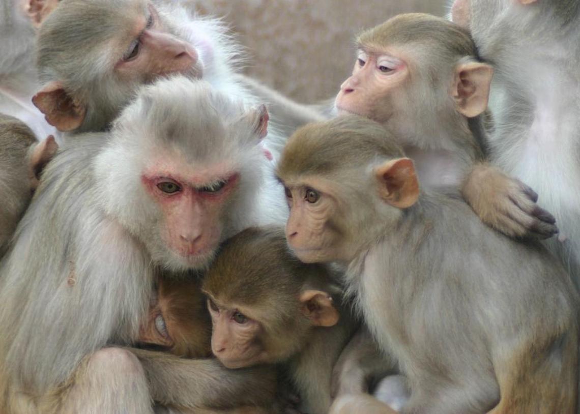 Rhesus macaques, such as these, have been on Morgan Island in Beaufort County since 1979.