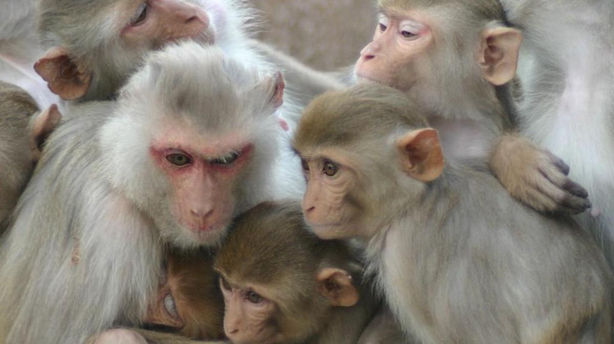 Rhesus macaques