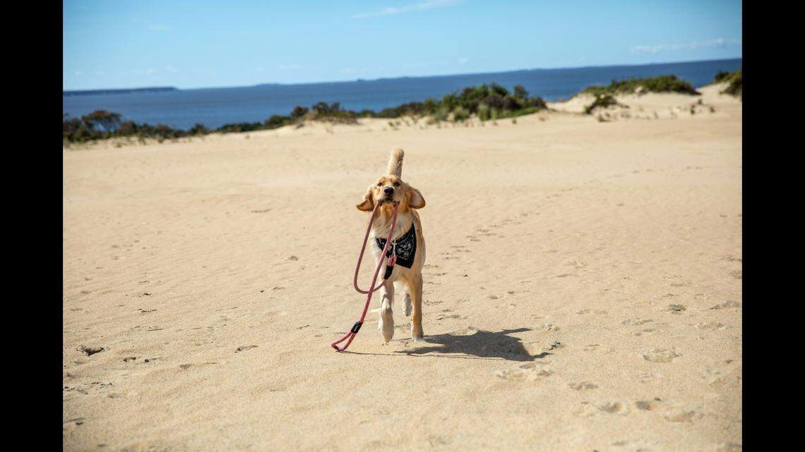 North Carolina is home to two of the nation’s top beaches to bring pets, rankings show.