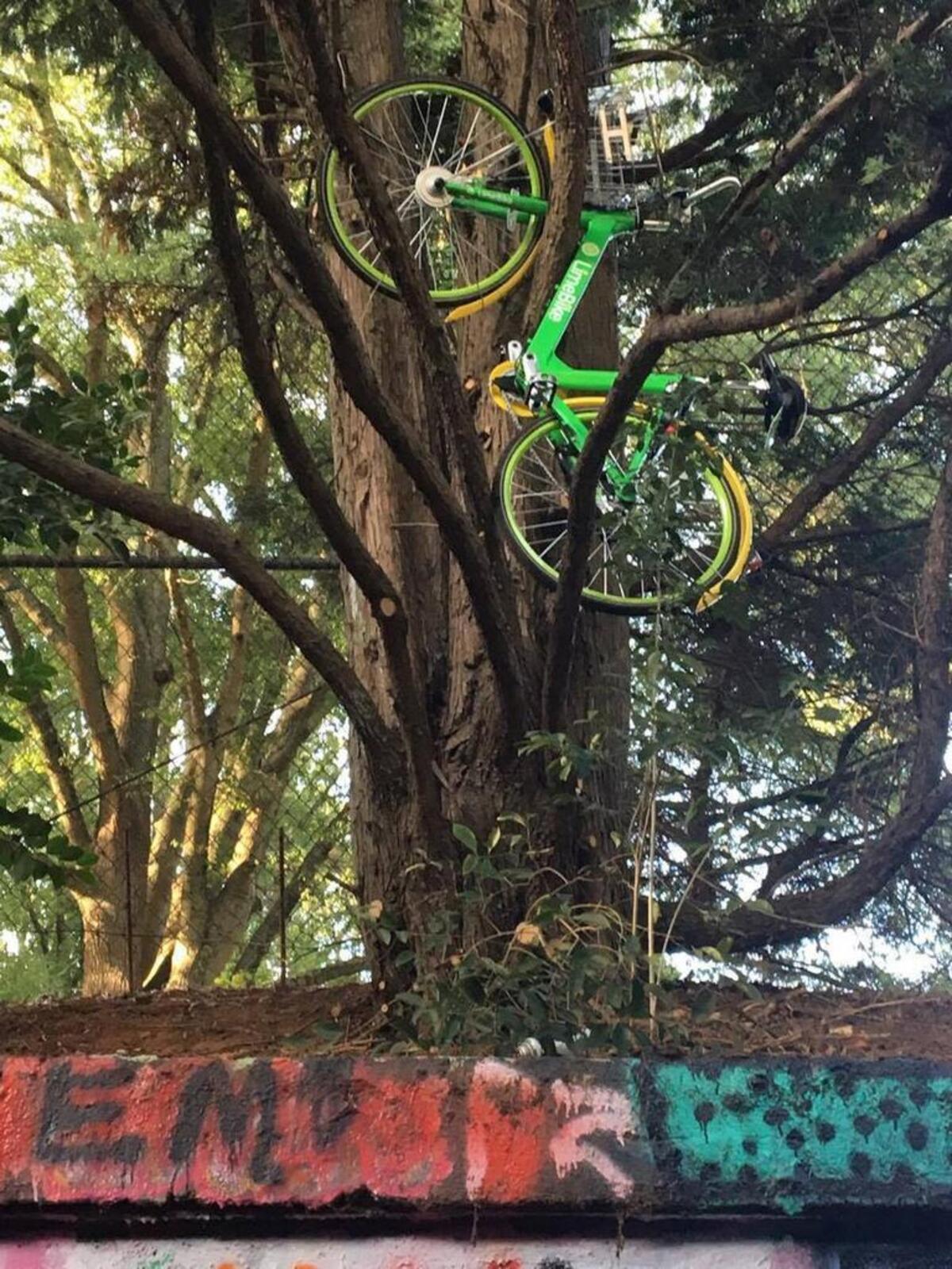 A photo of a LimeBike someone left in a tree above the Free Expression Tunnel on the campus of N.C. State University in Raleigh, N.C. Tuesday, Sept. 26, 2017.