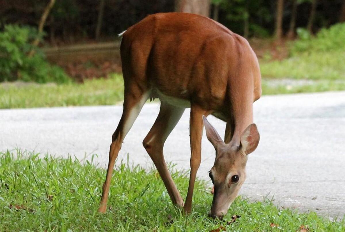 Moriah Boggess, a deer biologist at the N.C. Wildlife Resources Commission, said the risk of COVID transmission between deer and humans appears low at the moment, but more research is needed.
