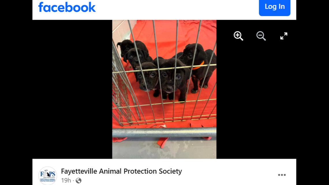 An emotional note was found with puppies at a North Carolina shelter, photos show.