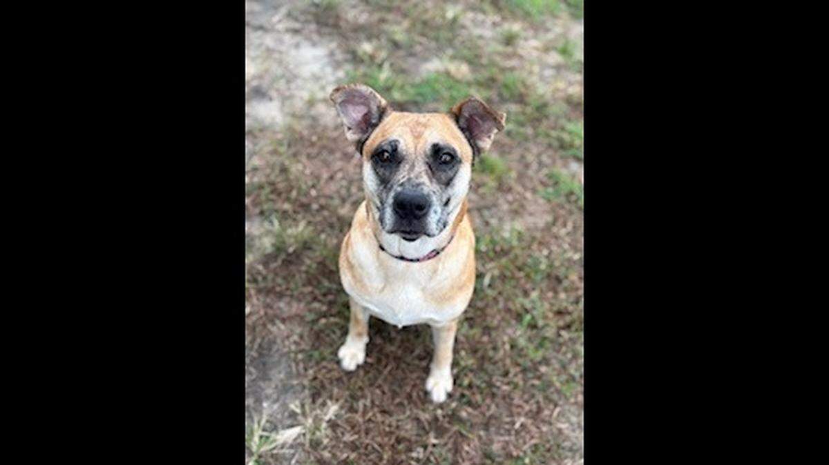 Roxie the dog is up for adoption again in North Carolina.