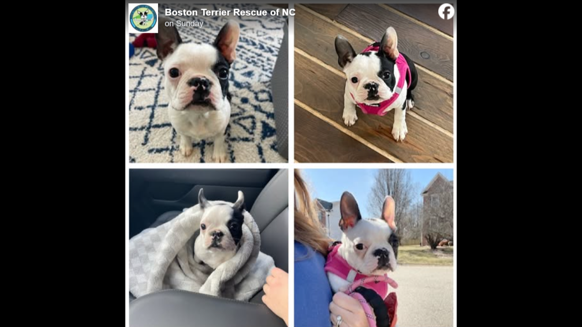 A friendly puppy is up for adoption after her fur was considered “unacceptable.”