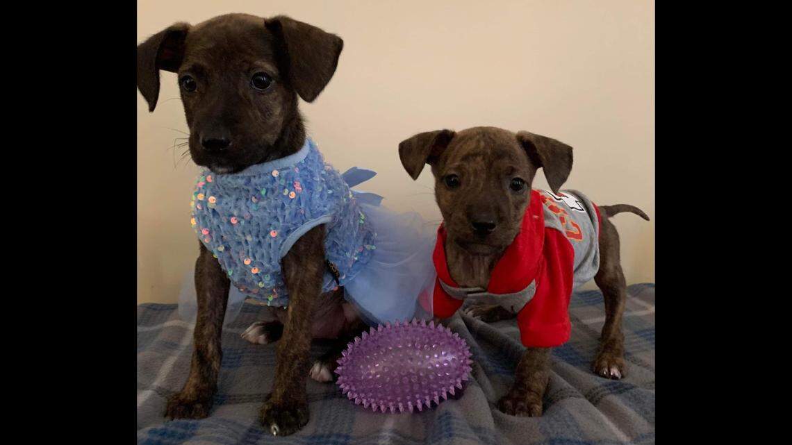 Rescued dog Taylor loves the spotlight, while Travis prefers to snuggle, a North Carolina rescue said.