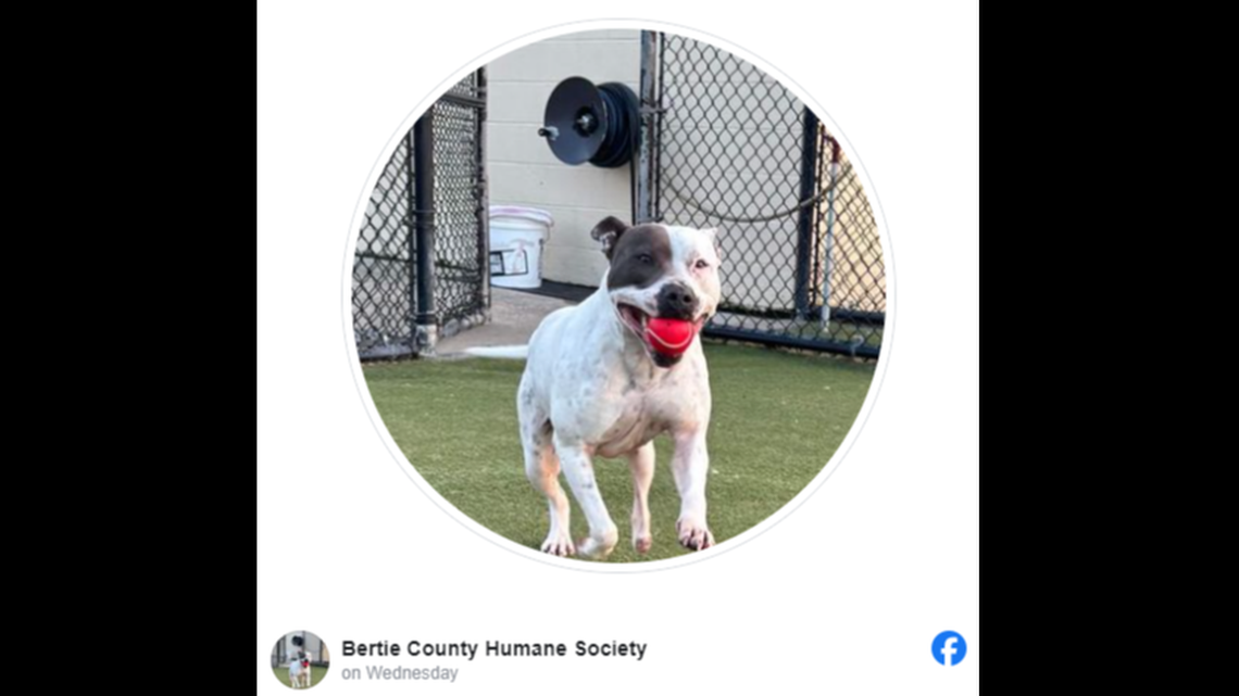 Ivy is known as a “spunky” and “energetic” North Carolina pup.