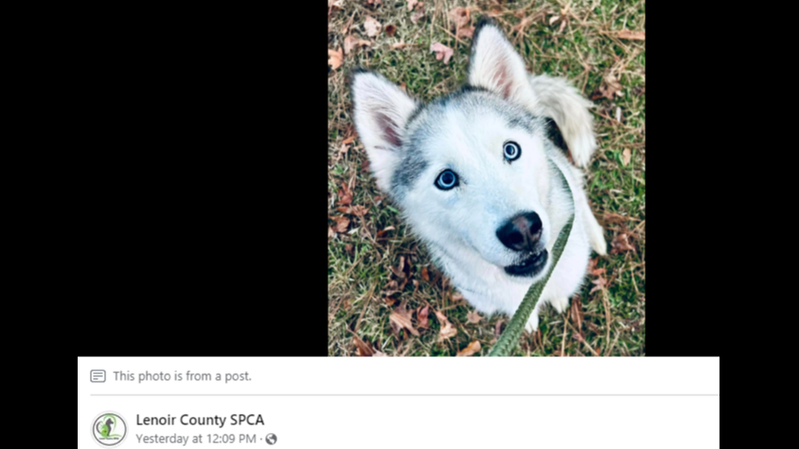 Nymeria needed new owners after she was left outside a North Carolina shelter, the animal rescue said.