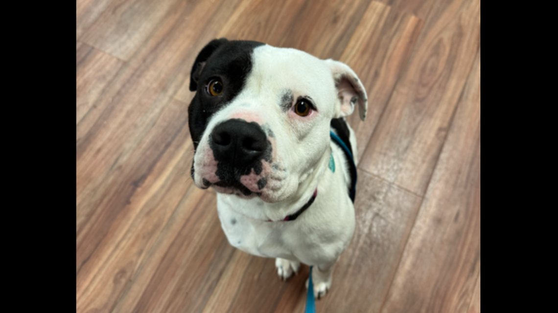 A North Carolina dog was adopted after a shelter volunteer couldn’t stop thinking about her.