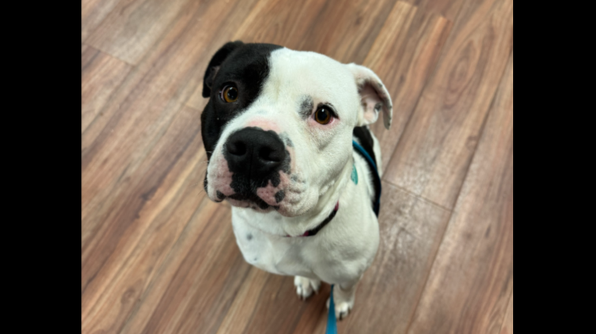 A North Carolina dog was adopted after a shelter volunteer couldn’t stop thinking about her.